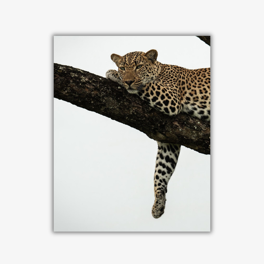 🌿 Resting Leopard