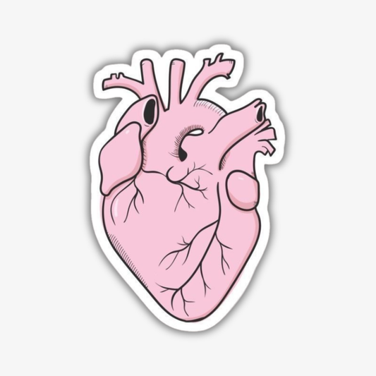💗 Anatomy Heart